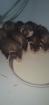 Frettchen Babys 3 Monate