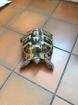 Paar Griechische Landschildkröten